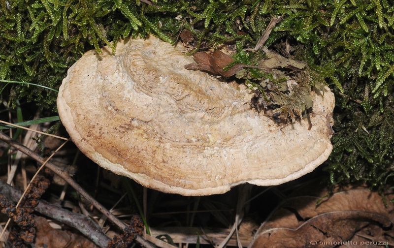 Aphyllophorales nella Tenuta di San Rossore